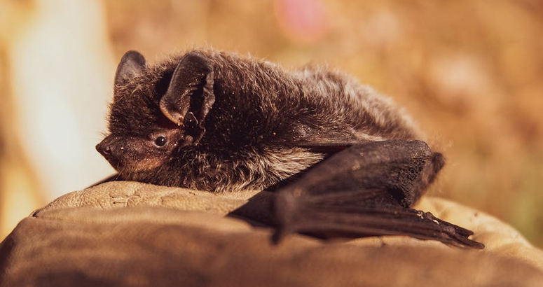 The Dangers of Ignoring Bird and Bat Infestations: Health Risks and Structural Damage