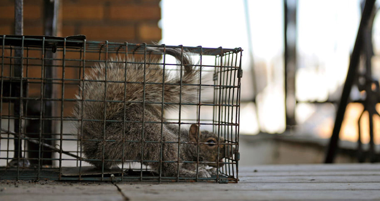 Seasonal Challenges: Squirrel Control Throughout the Year