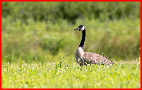 Wildlife Removal AURORA