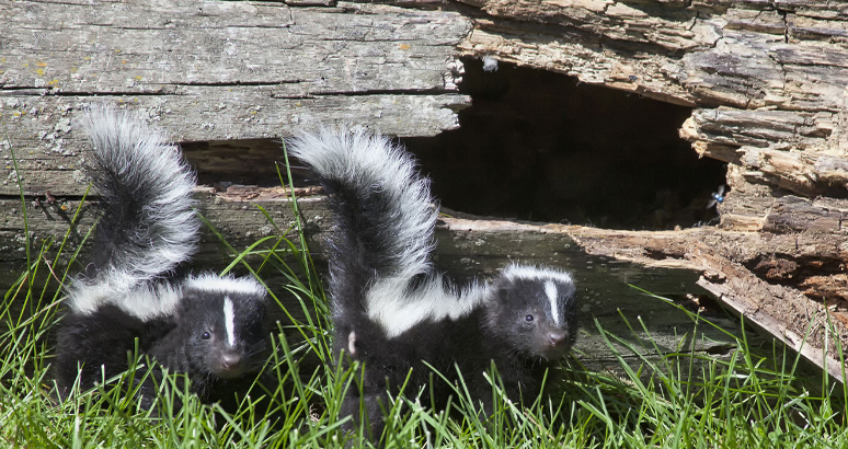 Responsible Wildlife Removal: Ensuring Harmony in Mississauga