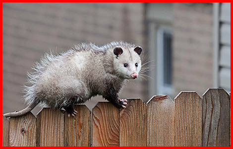 Wildlife Removal SHELBURNE