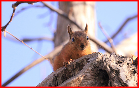 Wildlife Removal TOTTENHAM