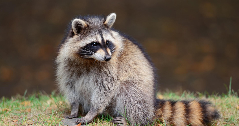 Handling Dead Wildlife on Your Property: The Importance of Professional Removal