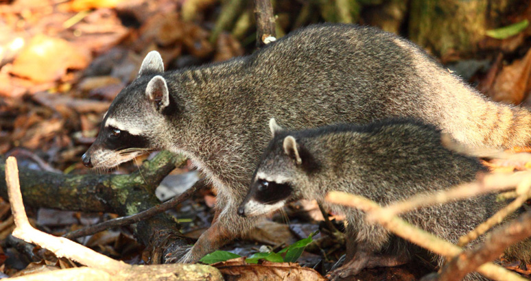 What to Do If You Find Baby Raccoons on Your Property 