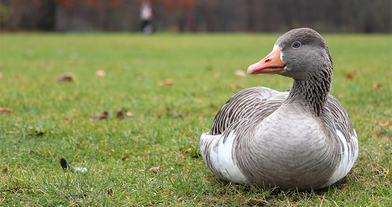 Winter Goose Problems: How to Keep Them Away Year-Round 