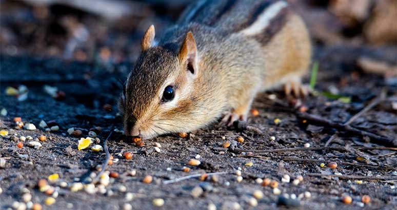 The Risks of DIY Wildlife Removal